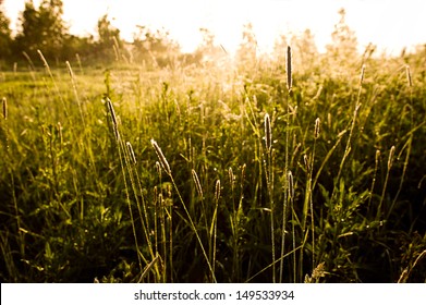 697,931 High grass Images, Stock Photos & Vectors | Shutterstock