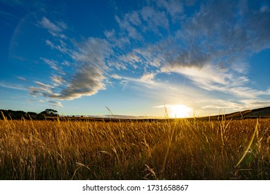 Sunset in the fields Tasmania 