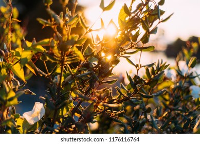 Sunset Filtered through Plants
