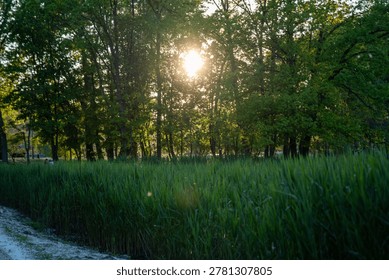 Sunset filtering through lush trees beside tall grasses.