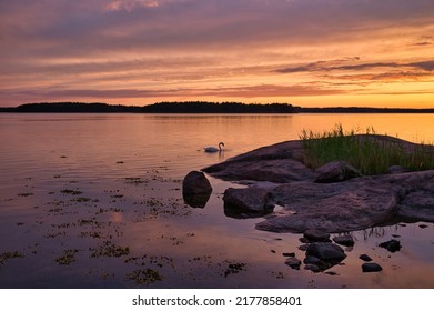 Sunset In Finnish Archipelago With Swan