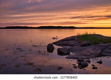 Sunset In Finnish Archipelago With Swan