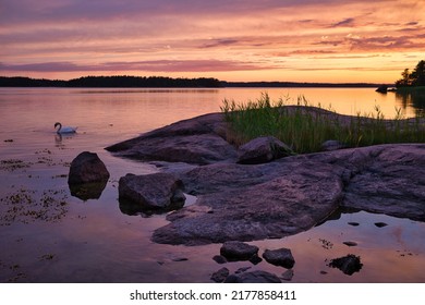 Sunset In Finnish Archipelago With Swan