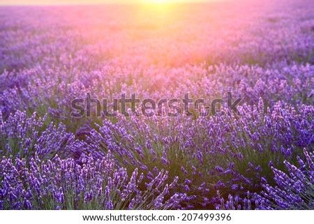 Similar – Field of lavender | it smells like … the Provence