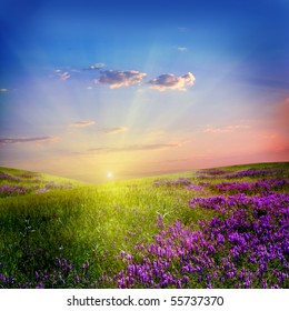 Sunset  In The Flower Field