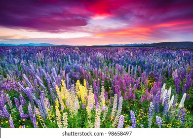 Sunset Is In The Flower Field