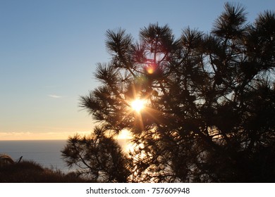 sunset flower view