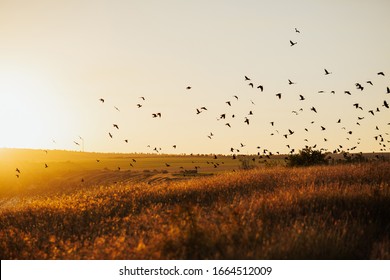 Sunset with flying birds over the field. Environment concept. Silhouette of birds flying on meadow in summer sunset  in an orange sky with a shining sun  over field.