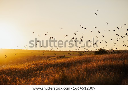 Sunset with flying birds over the field. Environment concept. Silhouette of birds flying on meadow in summer sunset  in an orange sky with a shining sun  over field.