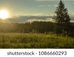 
Sunset in the forest