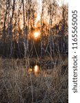 sunset in the forest