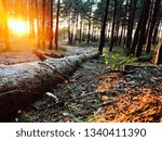 Sunset in forest