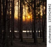 sunset in forest