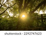The sunset in the forest
