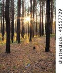 sunset in the forest