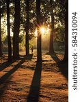 Sunset in the forest