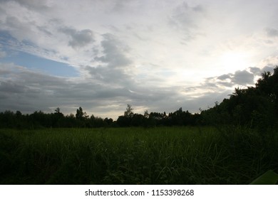 Sunset in the forest