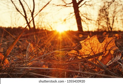sunset in forest