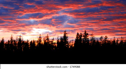 sunset and forest