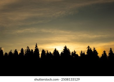 sunset in the forest ...