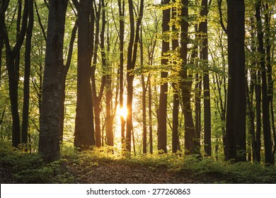 Sunset In The Forest 