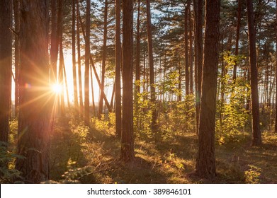Sunset in the forest - Shutterstock ID 389846101