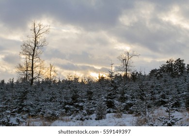 Sunset in forest.