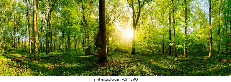 Peaceful Forest High Res Stock Images Shutterstock