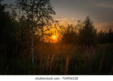 Sunset in the forest