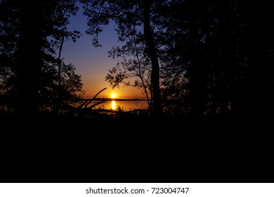 Sunset in Forest