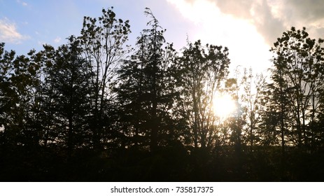 Sunset in the Forest
