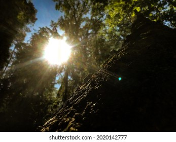 Sunset in forest. Blury sun. 