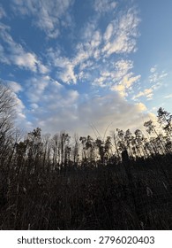 Sunset at the forest, with couds