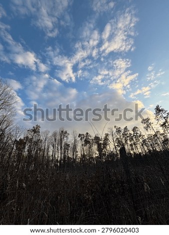 Sunset at the forest, with couds