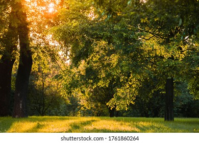 Sunset in the forest in early summer.Forest trees illuminated by Golden sunlight before sunset with sunlight spilled through the trees on the floor of the forest illuminating the branches of the trees
