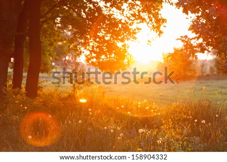 Sunset. Forest Glade. The branches of the trees. Green grass. Glare.
