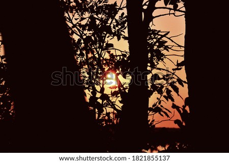 Similar – Image, Stock Photo silhouettes before glowing sun