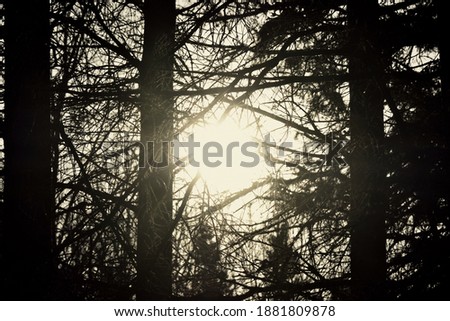 Similar – Image, Stock Photo Christmas tree Environment