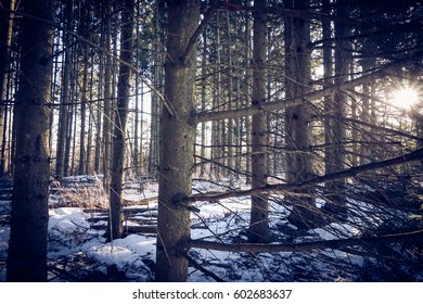 Sunset forest, light rays, snowy ground