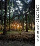 sunset in the forest malaysia