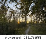 Sunset in a forest in Michigan