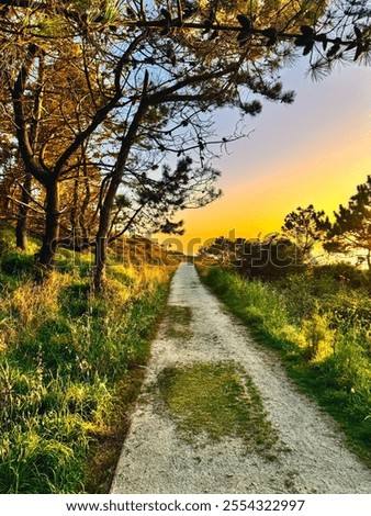 Similar – Image, Stock Photo forest path with backlight