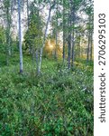  sunset in the forest in summer evening                              