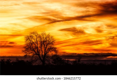 Sunset Forest Tree Background View