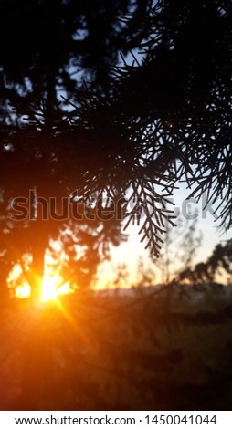 sunset in the forest Turket