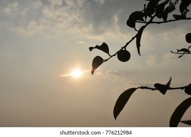 Sunset with fruit tree.
