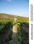 Sunset with glass of white sparkling wine brut, grand reserve, champagne in Ay-Champagne on green hilly vineyards in old wine making village in Vallee de la Marne, Champagne region, France