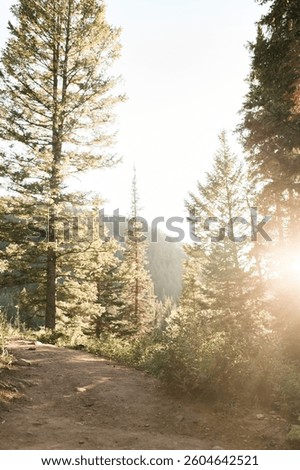 Sunset Glow Through Trees in a Mountain Wilderness Near Salt Lake City