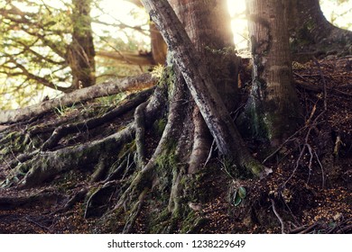 Sunset Golden Light Shining Through The Foliage And The Trunks Of Trees In A Magical Elfic Forest In New Zealand. Hawea, South Island, Like Middle Earth. 