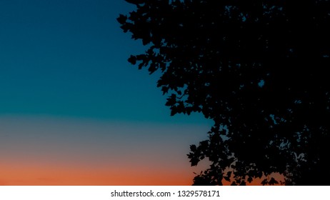 Sunset Gradient Tree